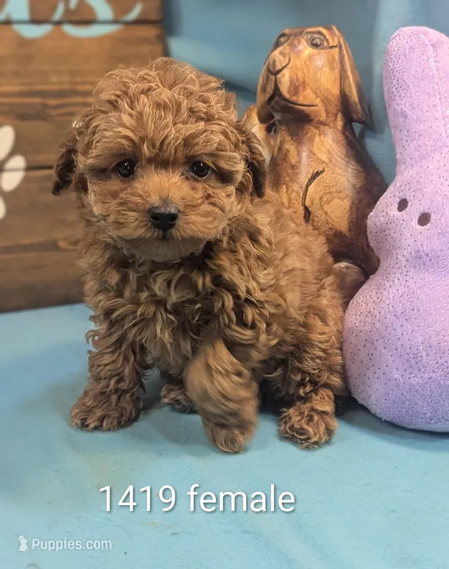 Princess – Poodle - Toy  puppy for sale in DeKalb, IL