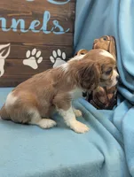 King Charles , a male Cavalier King Charles Spaniel for sale in DeKalb, IL – 3 of 3