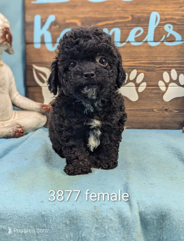 Mini Poodle – Poodle - Miniature  puppy for sale in DeKalb, IL