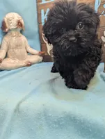 Teddybear, a female Shichon for sale in DeKalb, IL – 3 of 4