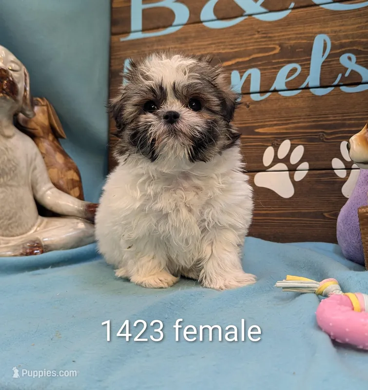 Marshmallow – Maltese, Shih Tzu puppy for sale in DeKalb, IL