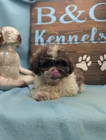 Teddybear, a male Shichon for sale in DeKalb, IL – 3 of 3