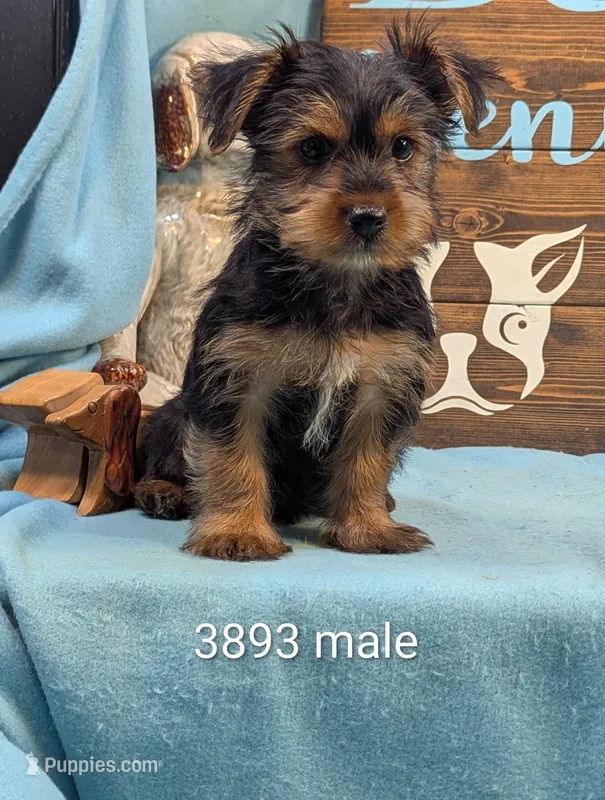 Mr Yorkie – Yorkshire Terrier puppy for sale in DeKalb, IL