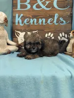 Prince, a male Shihpoo for sale in DeKalb, IL – 2 of 3