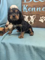 King Charles, a male Cavalier King Charles Spaniel for sale in DeKalb, IL – 3 of 3