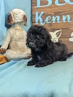 Tiny doo, a female Shih Tzu and Poodle - Toy  for sale in DeKalb, IL – 3 of 3