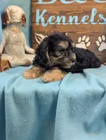 A DOLL ABLE, a male Bichon Frise and Yorkshire Terrier for sale in DeKalb, IL – 3 of 3