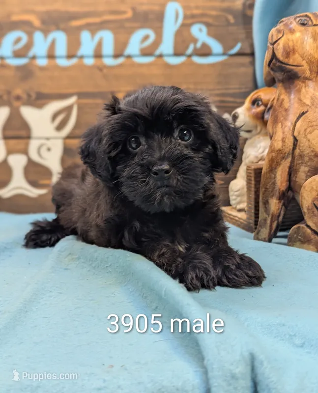 Yorkidoodle – Yorkipoo puppy for sale in DeKalb, IL