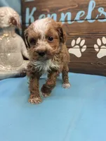 Too sweet, a female Poodle - Toy  for sale in DeKalb, IL – Photo 3 of 3