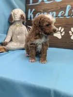 Too sweet, a female Poodle - Toy  for sale in DeKalb, IL – Photo 2 of 3