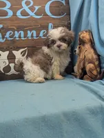 Teddybear, a male Shichon for sale in DeKalb, IL – 2 of 3