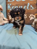 Cavadoodle, a male Cavapoo for sale in DeKalb, IL – 3 of 4