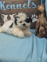 Teddybear, a female Shichon for sale in DeKalb, IL – 3 of 3