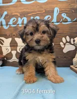 Yorkidoodle, a female Yorkipoo for sale in DeKalb, IL – 1 of 1