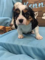 processed/704588db-dbd5-414c-9c0e-53aeddad23d3/listing/c536e315-7a7b-408f-bdc9-8afec189971e/3dcf512d-81cb-4f1b-a671-ed54b07644da