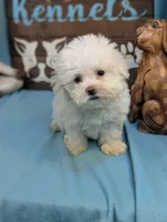 Fluffy, a female Bichon Frise and Maltese for sale in DeKalb, IL – 2 of 4