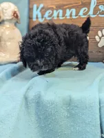 Prince, a male Shihpoo for sale in DeKalb, IL – 3 of 4