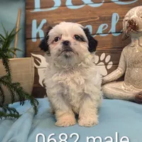 Teddybear, a male Shichon for sale in DeKalb, IL – Photo 1 of 4