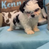 Teddybear, a male Shichon for sale in DeKalb, IL – Photo 3 of 4