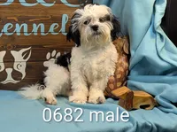 Teddybear, a male Shichon for sale in DeKalb, IL – 1 of 5