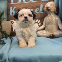 Teddybear, a male Shichon for sale in DeKalb, IL – Photo 4 of 4