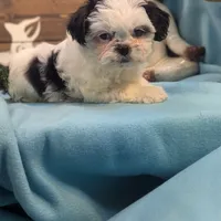 Teddybear, a male Shichon for sale in DeKalb, IL – Photo 2 of 4