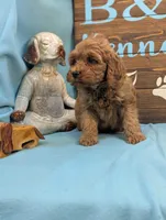 Toy Cockapoo , a male Cocker Spaniel and Poodle - Toy  for sale in DeKalb, IL – 3 of 3