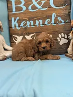 Toy Cockapoo , a male Cocker Spaniel and Poodle - Toy  for sale in DeKalb, IL – 2 of 3