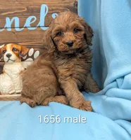 Toy Cockapoo , a male Cocker Spaniel and Poodle - Toy  for sale in DeKalb, IL – 1 of 3