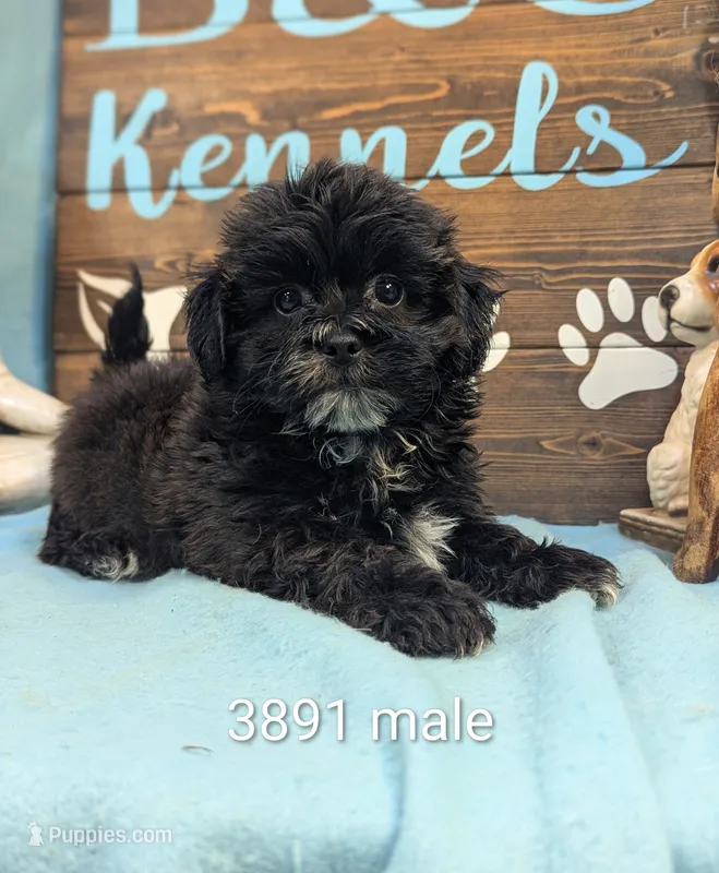 Prince – Shihpoo puppy for sale in DeKalb, IL