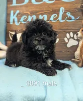 Prince, a male Shihpoo for sale in DeKalb, IL – 1 of 1