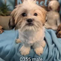 teddy love, a male Shichon for sale in DeKalb, IL – Photo 1 of 2