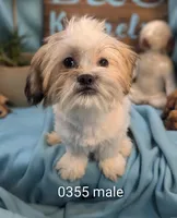 teddy love, a male Shichon for sale in DeKalb, IL – Photo 1 of 2