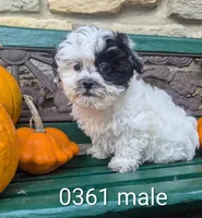 teddy bear, a male Shichon for sale in DeKalb, IL – 2 of 2