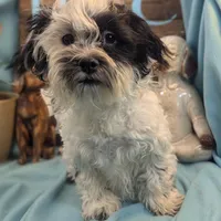 teddy love, a male Shichon for sale in DeKalb, IL – Photo 2 of 2