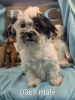 teddy love, a male Shichon for sale in DeKalb, IL – Photo 2 of 2
