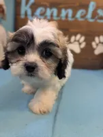 Love bear, a female Shichon for sale in DeKalb, IL – 2 of 3