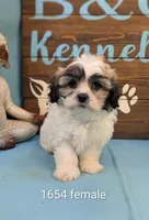 Love bear, a female Shichon for sale in DeKalb, IL – 1 of 3
