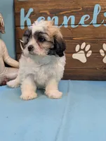 Love bear, a female Shichon for sale in DeKalb, IL – 3 of 3