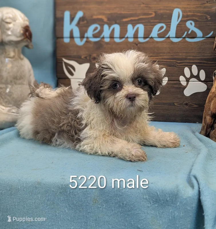 Teddybear – Bichon Frise, Shih Tzu puppy for sale in DeKalb, IL