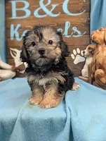 A DOLL ABLE, a male Bichon Frise and Yorkshire Terrier for sale in DeKalb, IL – 2 of 3
