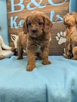 Cavadoo Cutie, a female Cavapoo for sale in DeKalb, IL – 3 of 4