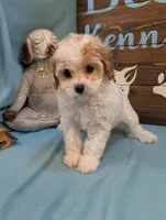 Cavadoodle, a female Cavapoo for sale in DeKalb, IL – 2 of 4