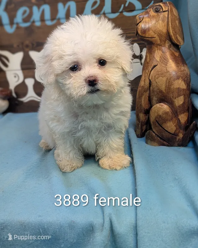 Fluffy – Bichon Frise, Maltese puppy for sale in DeKalb, IL
