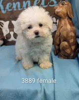 Fluffy, a female Bichon Frise and Maltese for sale in DeKalb, IL – 1 of 1