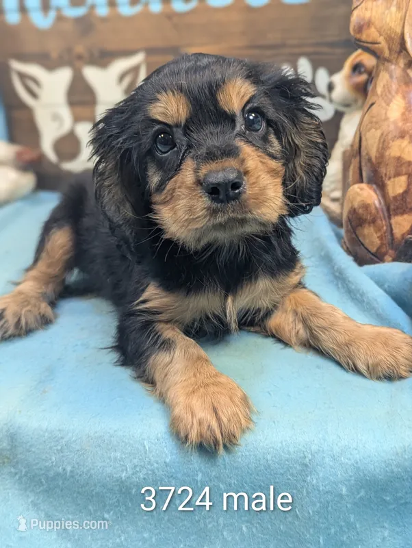 King Charles – Cavalier King Charles Spaniel puppy for sale in DeKalb, IL