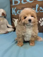 prince Mlatipoo, a male Maltipoo for sale in DeKalb, IL – 4 of 4
