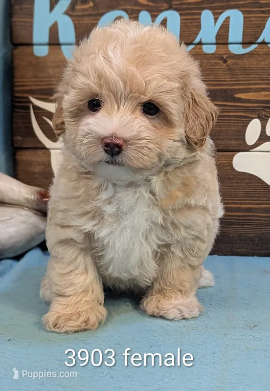 Princess Maltipoo – Maltipoo puppy for sale in DeKalb, IL