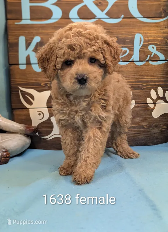 Mini Poodle – Poodle - Miniature  puppy for sale in DeKalb, IL