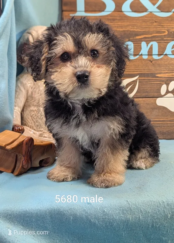 Dollface – Bichon Frise, Yorkshire Terrier puppy for sale in DeKalb, IL